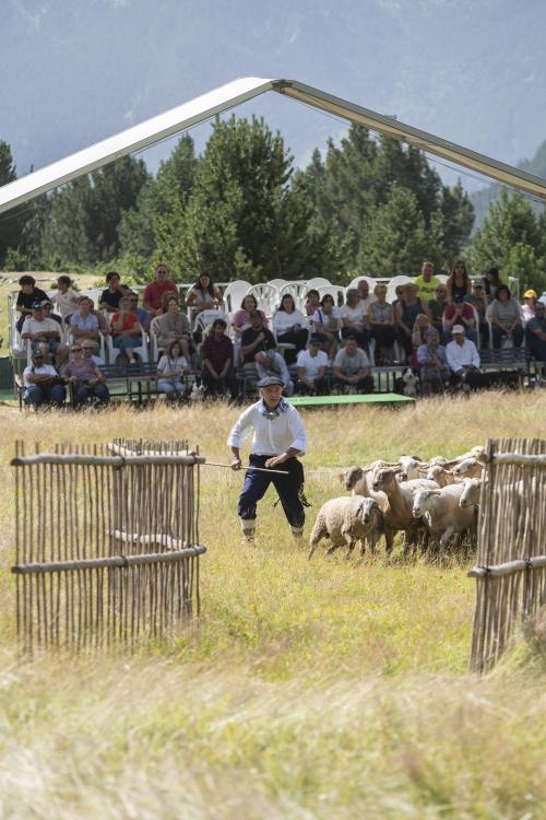 gossos d’atura de Canillo