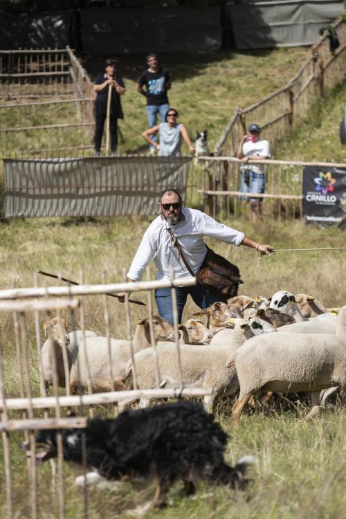 gossos d’atura de Canillo