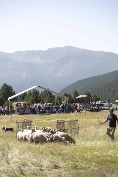 gossos d’atura de Canillo