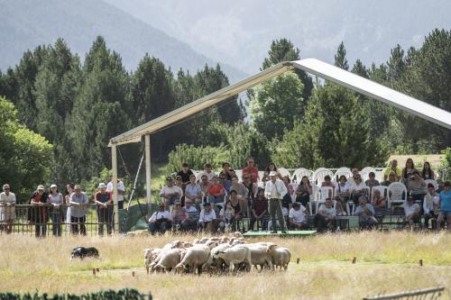 gossos d’atura de Canillo