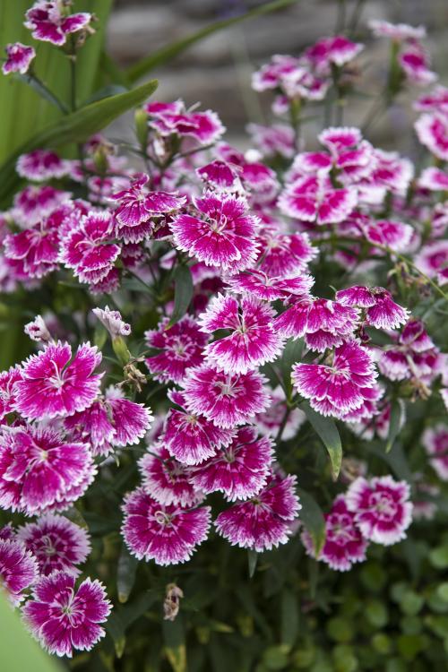 Viles Florides