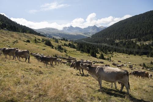 PAS DE LA VACADA